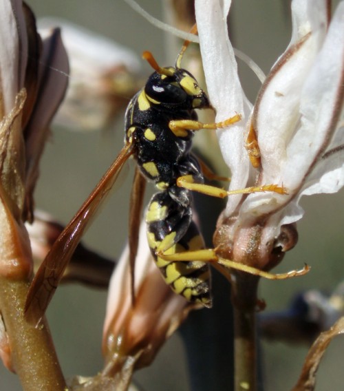 Spagna: La regione  de Monegros, paradiso entomologico